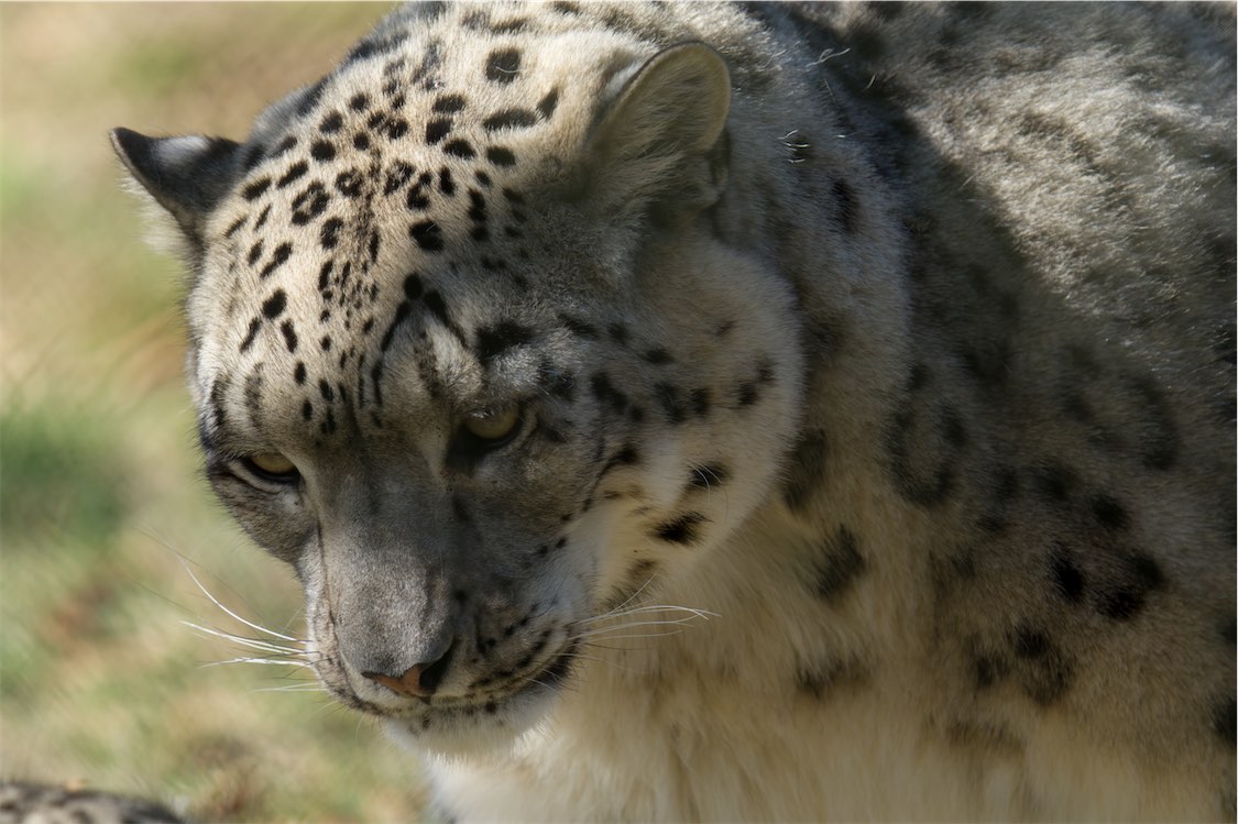 Snow Leopard 0315